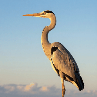Île Heron